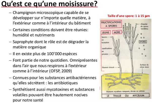 Moisissure : définition et explications